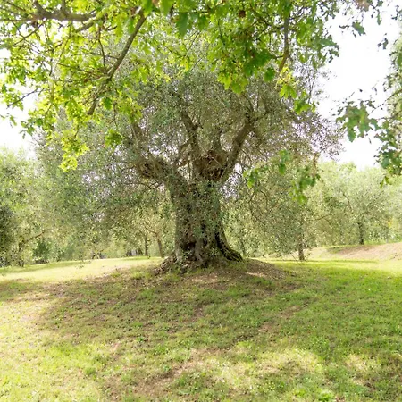 Domus Papi By Great *