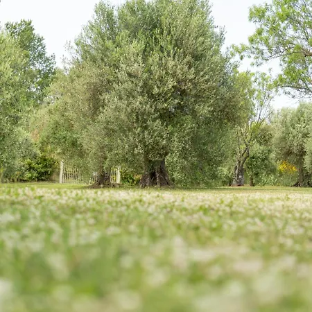 Domus Papi By Great Villa