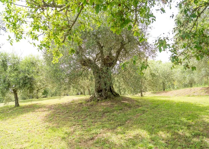 Domus Papi By Great *